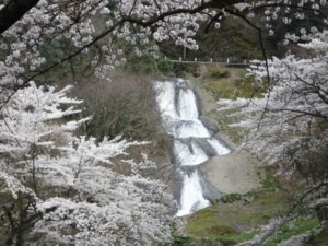 大沢　男女滝　桜