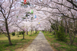 ｓａｋｕｒａ