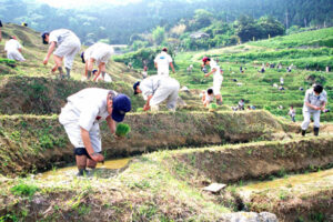 田植え